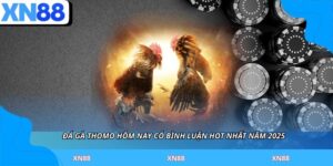 Đá Gà Thomo Hôm Nay Có Bình Luận Hot Nhất Năm 2025
